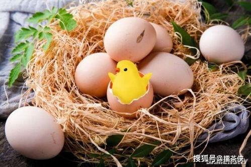 孵小鸡的视频,见证生命奇迹的温馨瞬间