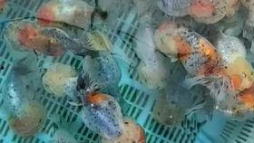 喂鱼视频,喂鱼视频背后的温馨故事