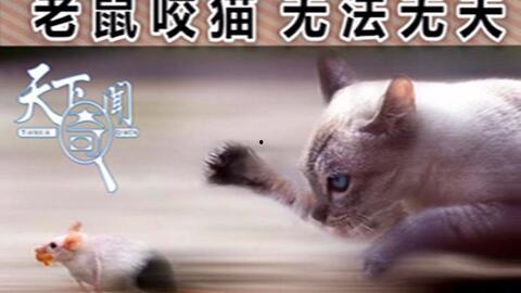 猫捉老鼠的视频,喵星人与鼠小弟的欢乐追逐战