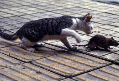 猫捉老鼠的视频,喵星人与鼠小弟的欢乐追逐战