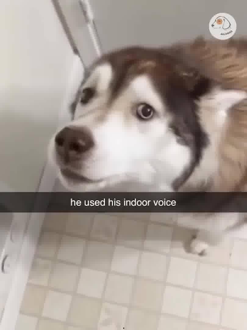 猫狗视频,猫咪与狗狗的欢乐时光