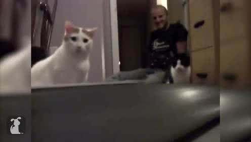 猫狗视频,猫咪与狗狗的欢乐时光