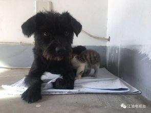 猫狗视频,猫咪与狗狗的欢乐时光