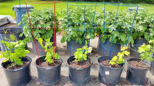 葡萄扦插视频,视频教程带你轻松掌握