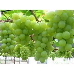 葡萄扦插视频,视频教程带你轻松掌握