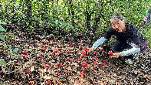捡蘑菇的视频,跟随视频一起探索捡蘑菇的乐趣