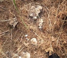 捡蘑菇的视频,跟随视频一起探索捡蘑菇的乐趣