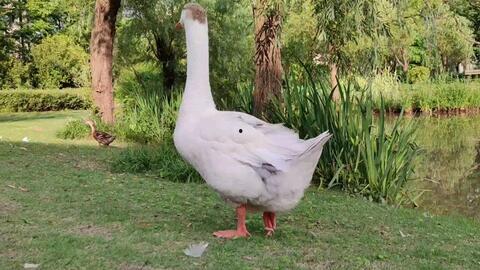 鹅的叫声视频,探寻鹅的叫声之谜