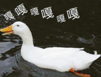 鹅的叫声视频,探寻鹅的叫声之谜