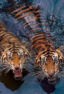 巴西普黑瓜马紫罗兰水虎吃虫吗,巴西普黑瓜马紫罗兰水虎的捕食习性揭秘