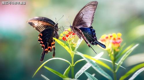 巴西普黑瓜马紫罗兰水虎吃虫吗,巴西普黑瓜马紫罗兰水虎的捕食习性揭秘
