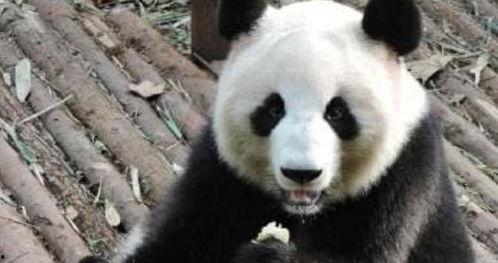 大熊猫发怒视频,萌态与野性的完美碰撞