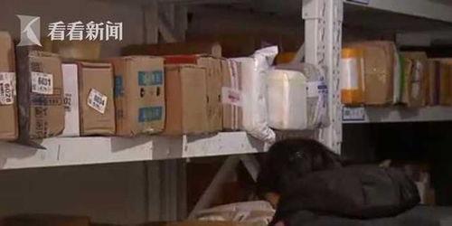 快递视频,物流运输背后的高效与便捷