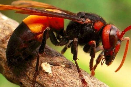 虎头蜂视频,揭秘神秘昆虫的生存智慧与生态影响