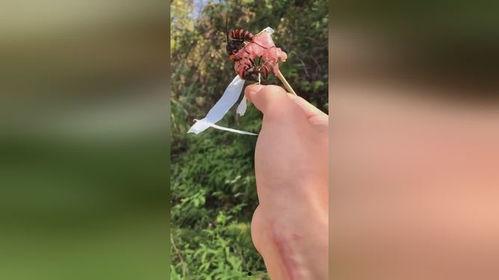 虎头蜂视频,揭秘神秘昆虫的生存智慧与生态影响
