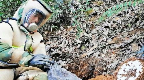 虎头蜂视频,揭秘神秘昆虫的生存智慧与生态影响