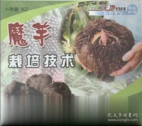 魔芋种植视频,从播种到收获的神奇之旅