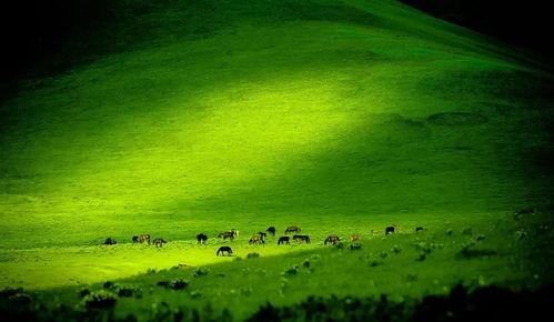 伊犁河畔古筝视频,伊犁河畔古筝韵动