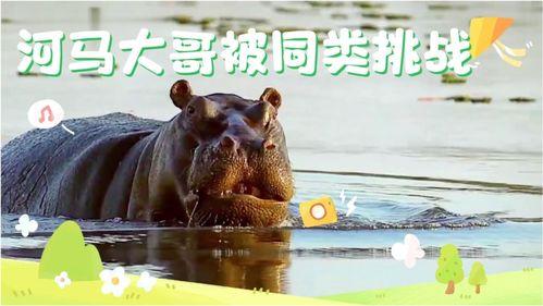 河马哥视频,揭秘生活与科技的精彩碰撞