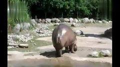 河马哥视频,揭秘生活与科技的精彩碰撞