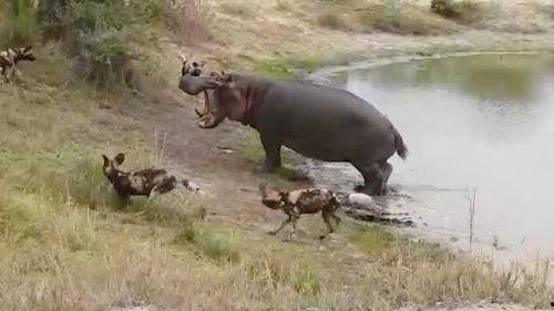 河马哥视频,揭秘生活与科技的精彩碰撞