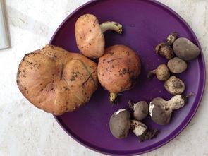 17吃瓜黑料爆料蘑菇,揭秘17吃瓜黑料背后的真相