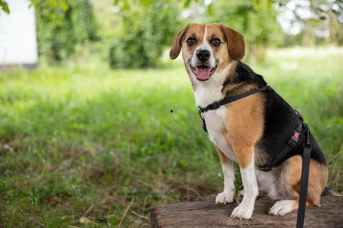 比格犬视频,温馨瞬间尽收眼底