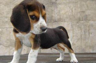 比格犬视频,温馨瞬间尽收眼底