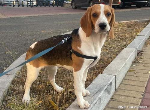 比格犬视频,温馨瞬间尽收眼底