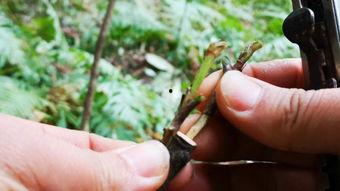 枇杷嫁接视频,枇杷嫁接技术实操视频解析
