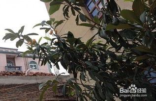 枇杷嫁接视频,枇杷嫁接技术实操视频解析