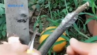 枇杷嫁接视频,枇杷嫁接技术实操视频解析