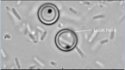 细胞视频,视频揭示生命微观世界的奇迹