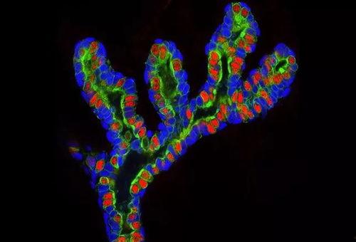细胞视频,视频揭示生命微观世界的奇迹