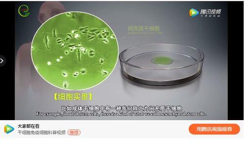 细胞视频,视频揭示生命微观世界的奇迹