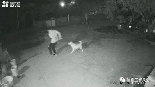 偷狗被打视频,偷狗事件引发的激烈冲突视频曝光