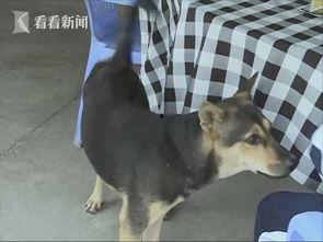 偷狗被打视频,偷狗事件引发的激烈冲突视频曝光