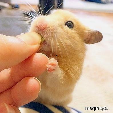 仓鼠可以吃黑瓜,仓鼠的美食新宠