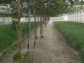 喷灌视频,高效节水农业的视觉之旅