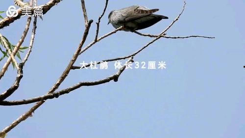 金青鸟叫声视频播放,探寻自然之美与和谐共鸣