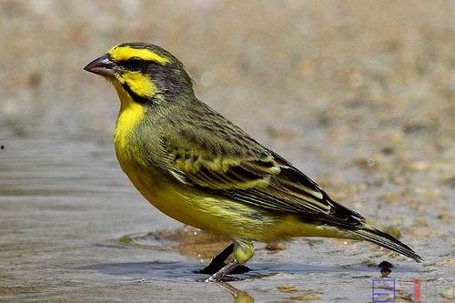 金青鸟叫声视频播放,探寻自然之美与和谐共鸣