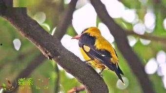 金青鸟叫声视频播放,探寻自然之美与和谐共鸣