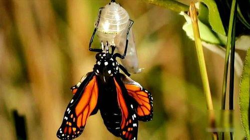 破茧成蝶视频,蜕变之旅的启示录