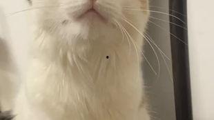 咪咪咪视频,揭秘萌宠日常，萌化你的心