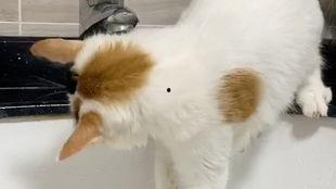 咪咪咪视频,揭秘萌宠日常，萌化你的心