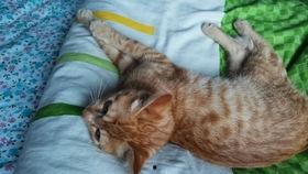 咪咪咪视频,揭秘萌宠日常，萌化你的心