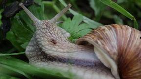 蜗牛视频大全在线观看,海量精彩内容，一键在线观看