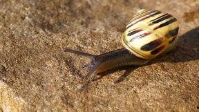 蜗牛视频大全在线观看,海量精彩内容，一键在线观看