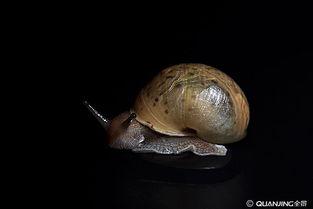 蜗牛视频大全在线观看,海量精彩内容，一键在线观看