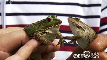 养青蛙视频,从视频学习高效养蛙技巧